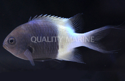 Chocolatedip Chromis