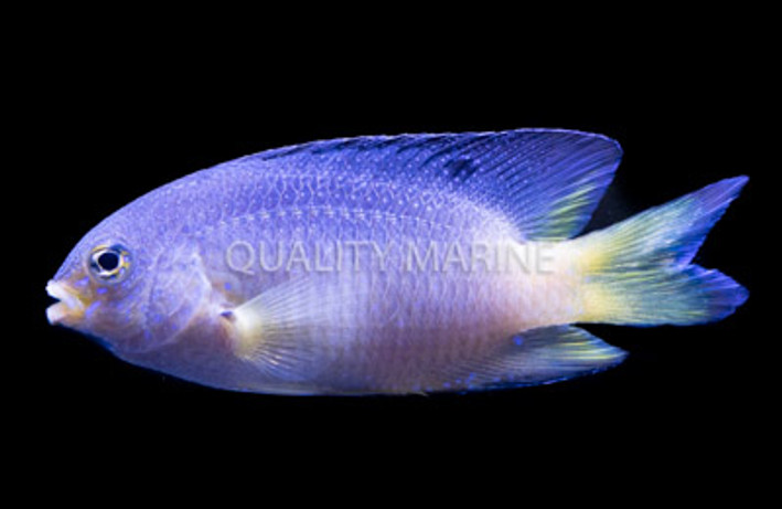 Bicolor Damselfish