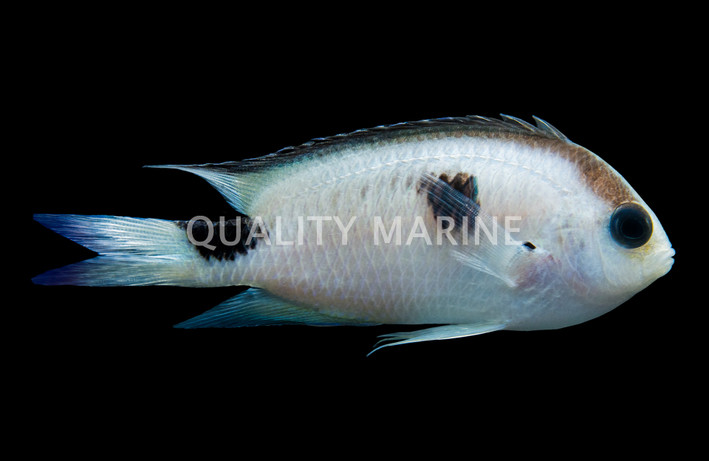 Corazon's Damselfish
