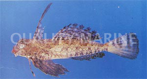 Fingered Dragonet