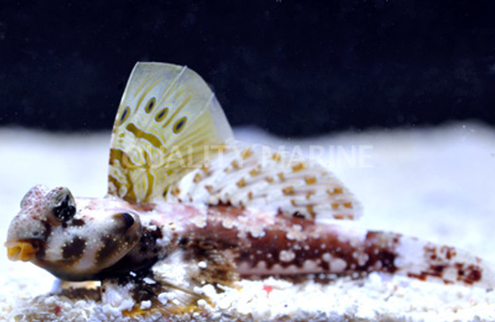 Ocellated Dragonet, Male