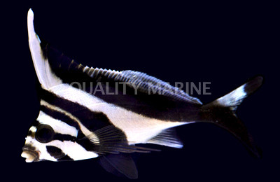 Blacktip Morwong