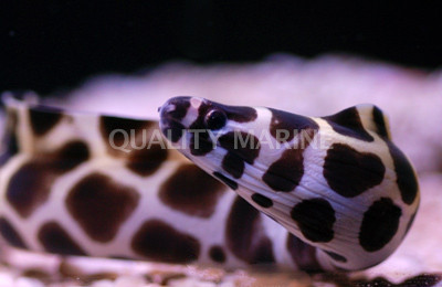 Honeycomb Eel :: 16024