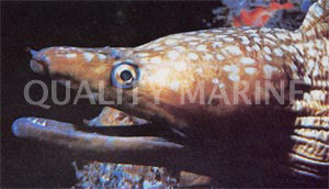 Australian Mottled Eel