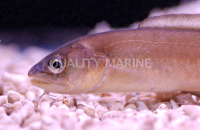 Blackrim Cusk Eel