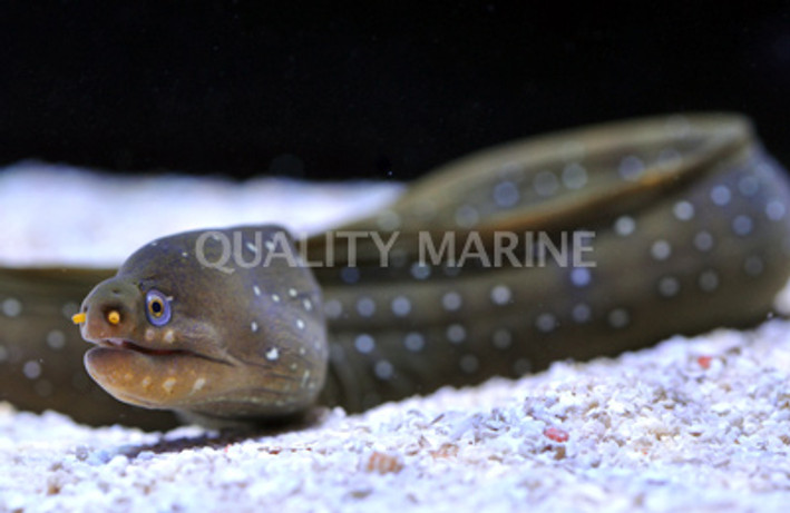 Palenose Moray Eel