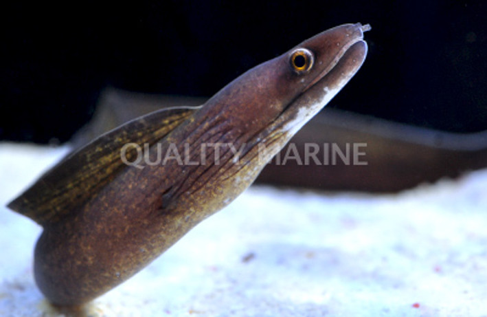 Viper Moray Eel