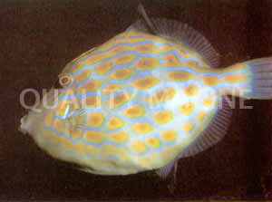Mosaic Leatherjacket