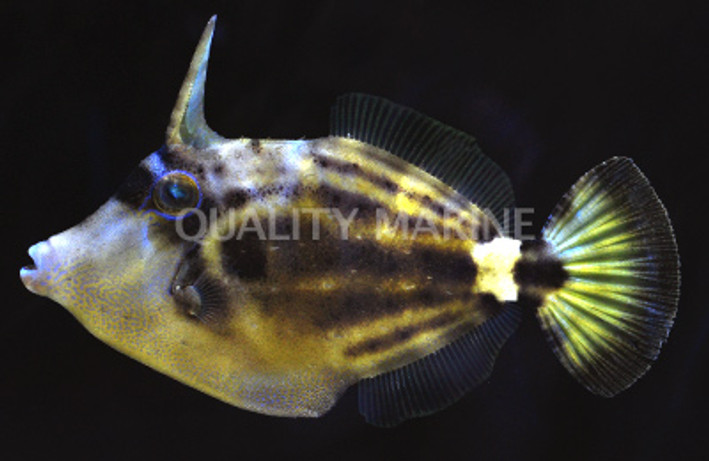 Whitespotted Filefish