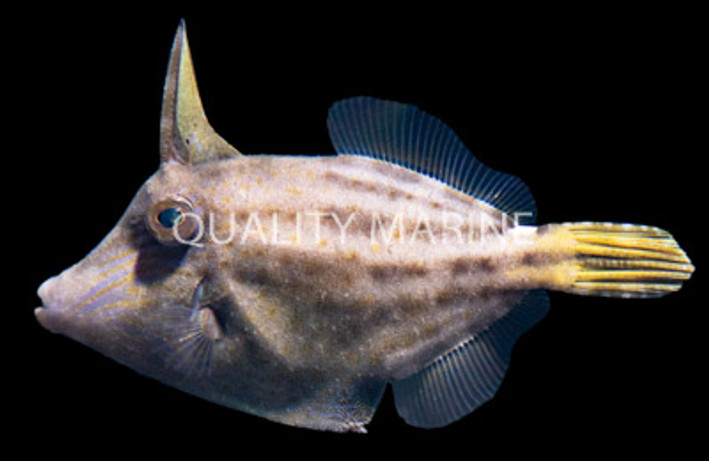 Orangespotted Filefish
