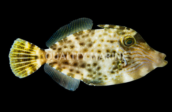 Orangespotted Filefish