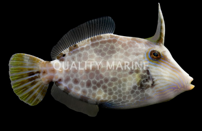 Honeycomb Filefish