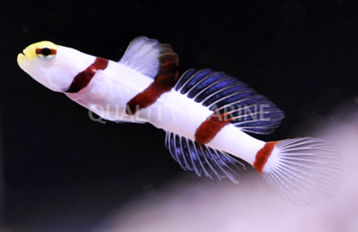 Dracula Shrimp Goby w/Shrimp Pair