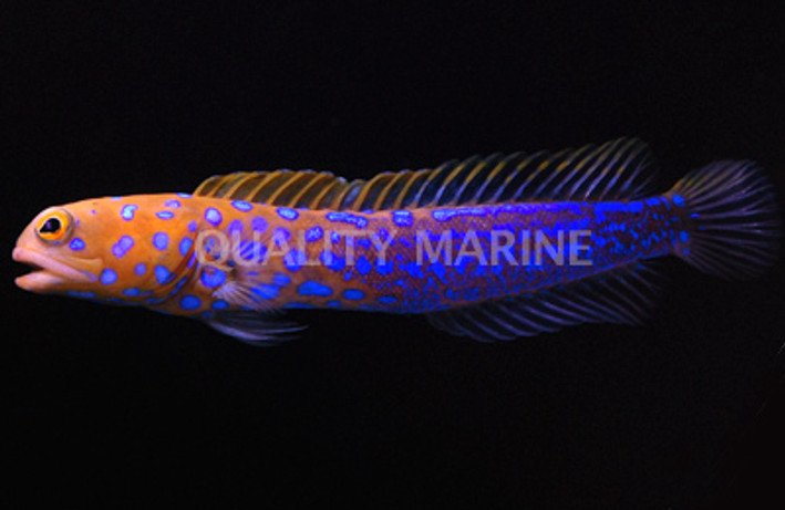 Blue Spotted Jawfish