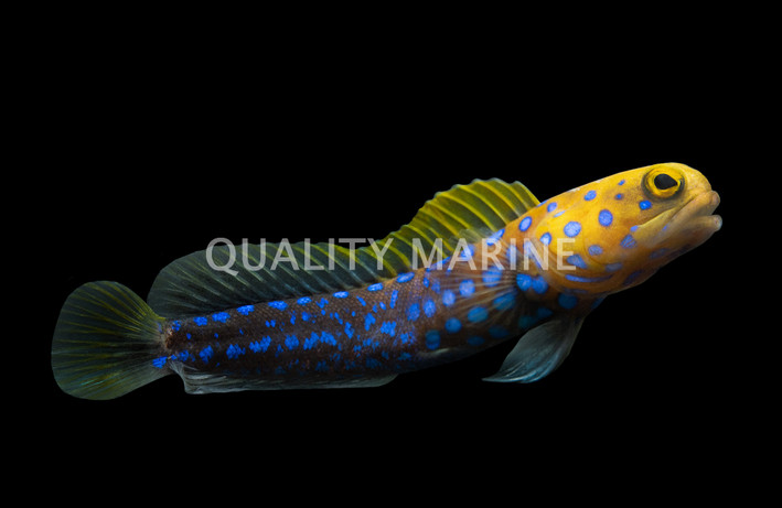 Blue Spotted Jawfish