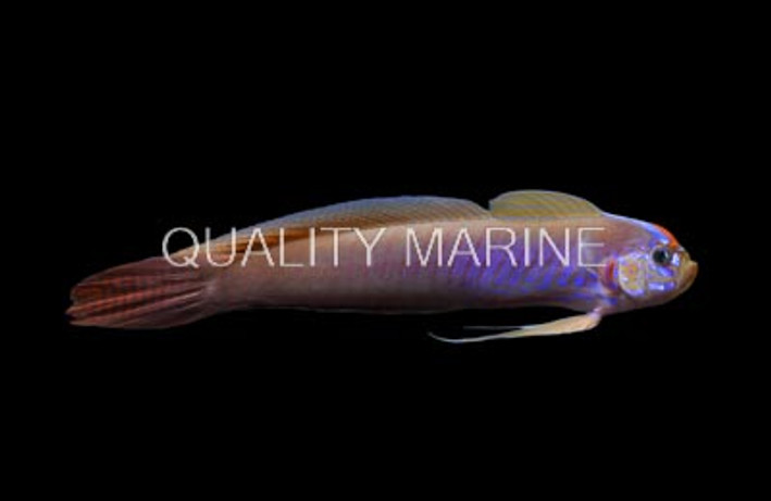 Blue Barred Ribbon Goby