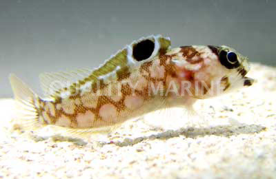 Chinstrap Jawfish :: 18606