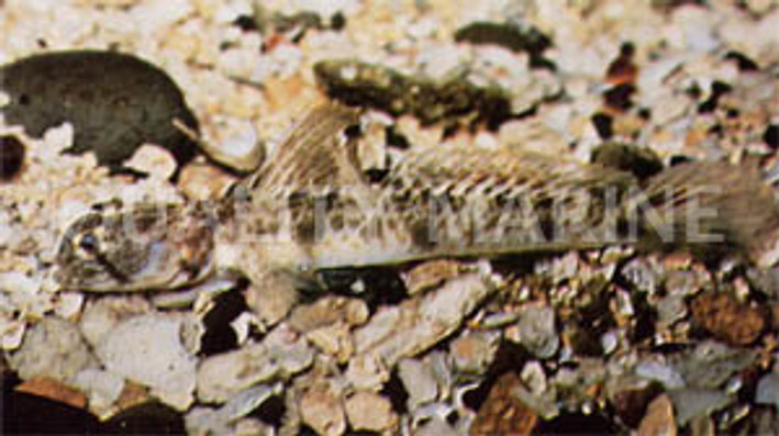 Monster Shrimp Goby w/Shrimp