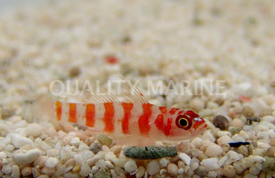 Red Striped Goby