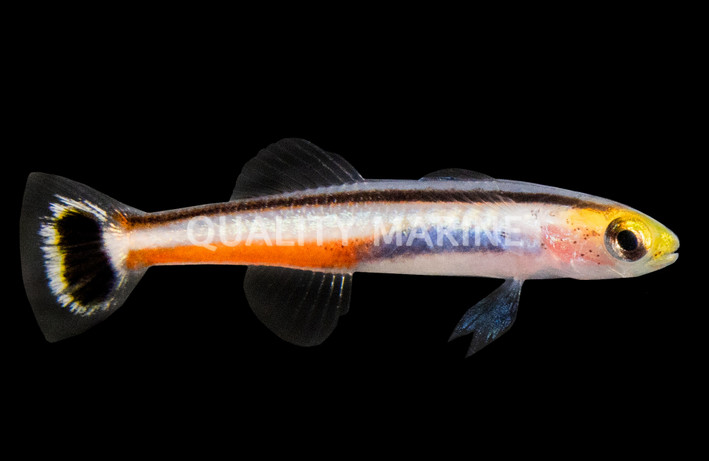 Mini Dart Goby