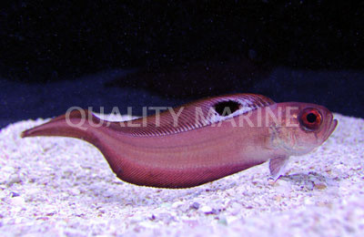 Pouter Blushing False Eye Goby