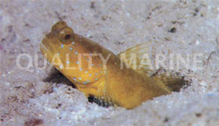 Yellow Watchman Goby w/Shrimp Pair
