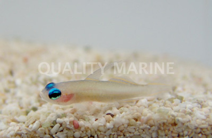 Colin's Fairy Goby