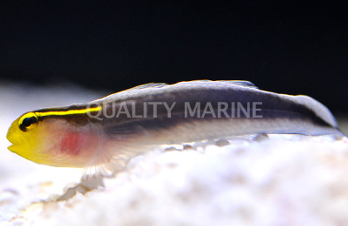 Short Stripe Goby