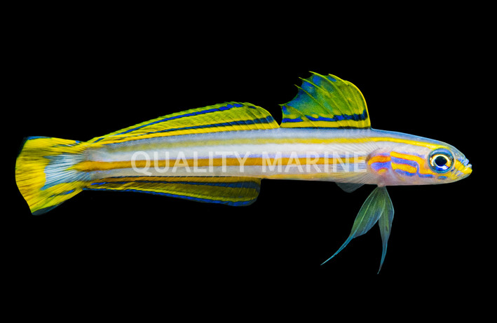 Lined Dartfish
