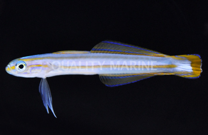 Lined Dartfish