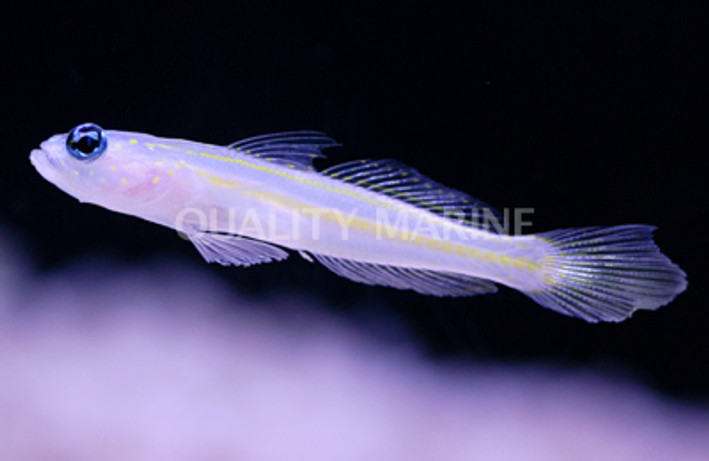 Yellow Lined Shrimp Goby