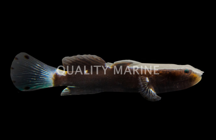 White Cap Goby