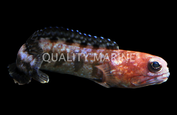 Variable Jawfish