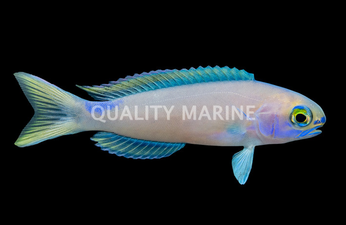 Randall's Tilefish