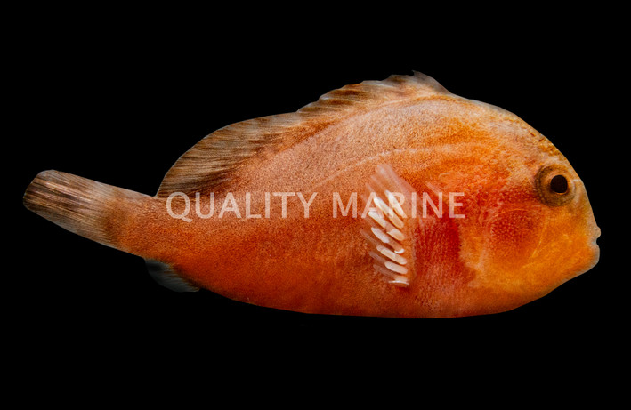 Pygmy Coral Croucher Goby