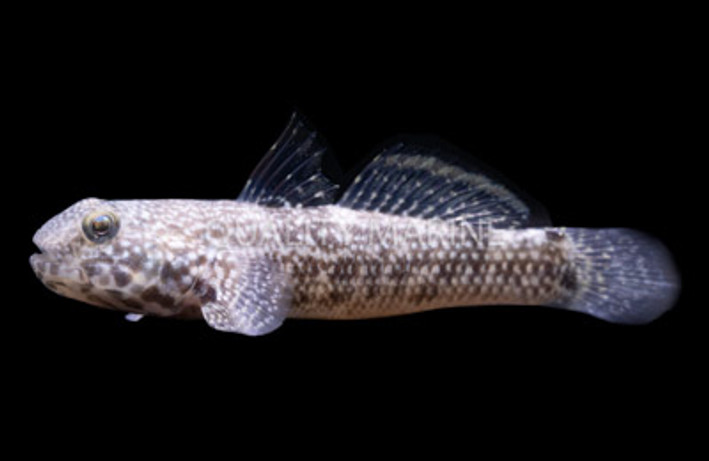 Colon Goby