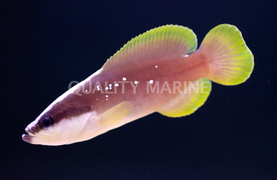 Soapfish Grouper :: 19021
