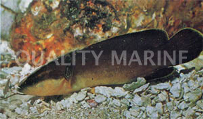 Blackfin Soapfish