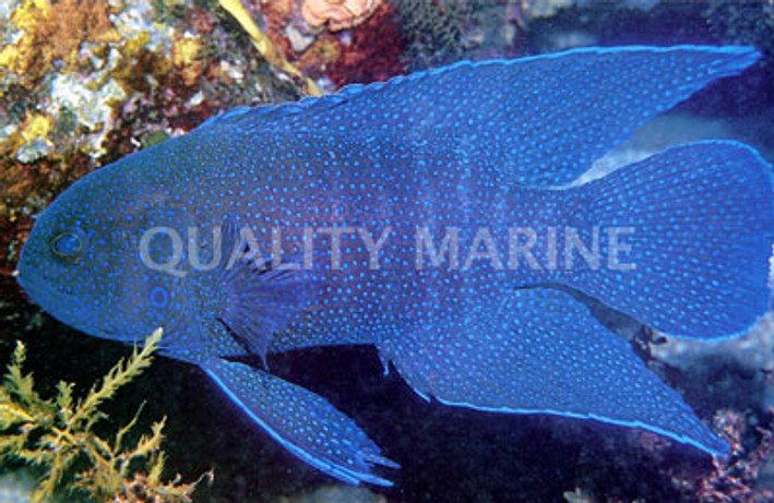 Western Blue Devil Grouper