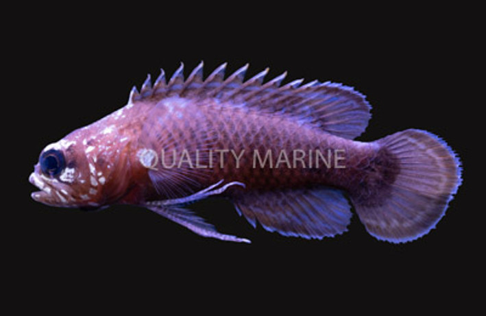 Bluegill Longfin Grouper