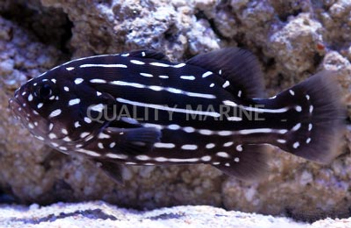Golden Striped Soapfish