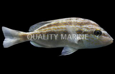 Blue Stripped Grunts