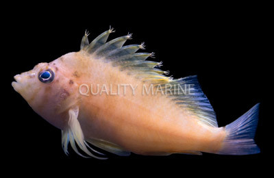 Yellow Hawkfish