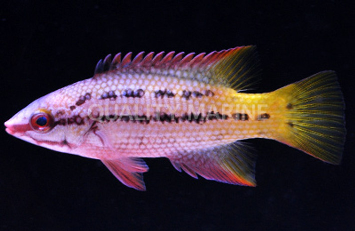 Mexican Hogfish