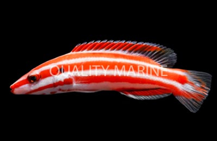 Neopercularis Hogfish