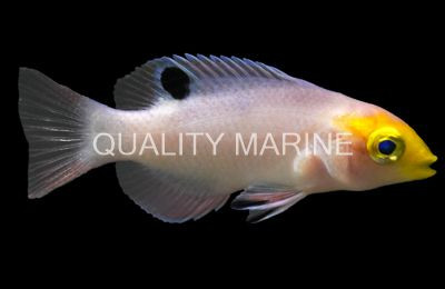 Blackbar Hogfish :: 21527