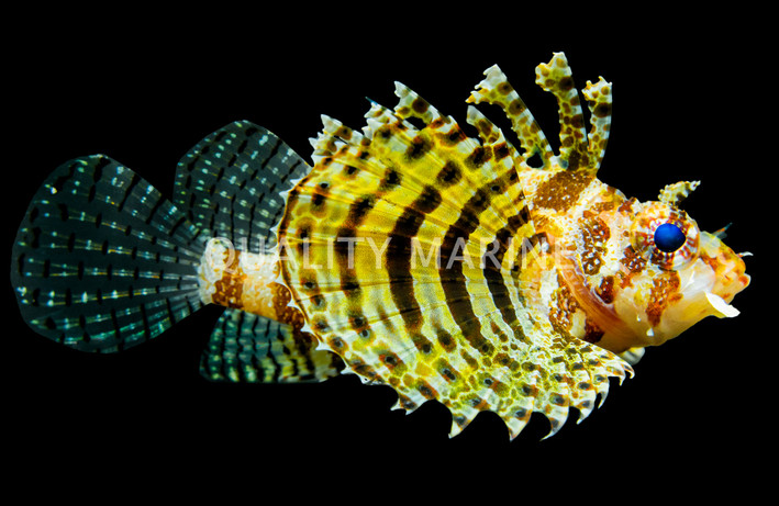Dwarf Fuzzy Lionfish
