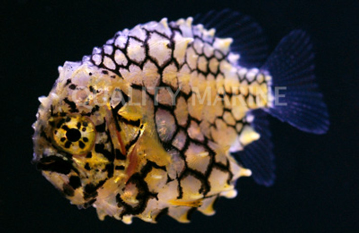 Australian Pineapplefish