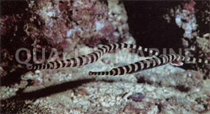 Banded Pipefish :: 25002