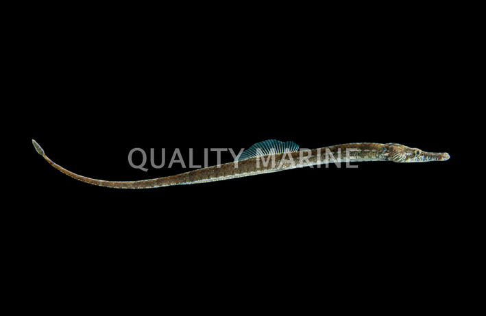 Gulf Pipefish